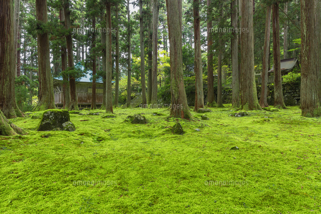 秋の平泉寺
(c)NOBUAKI SUMIDA/SEBUN PHOTO