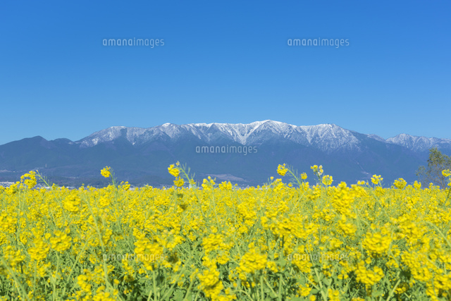 雪の比良山と菜の花畑
(c)NOBUAKI SUMIDA/SEBUN PHOTO