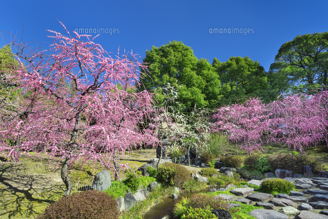 城南宮の枝垂れ梅
(c)NOBUAKI SUMIDA/SEBUN PHOTO