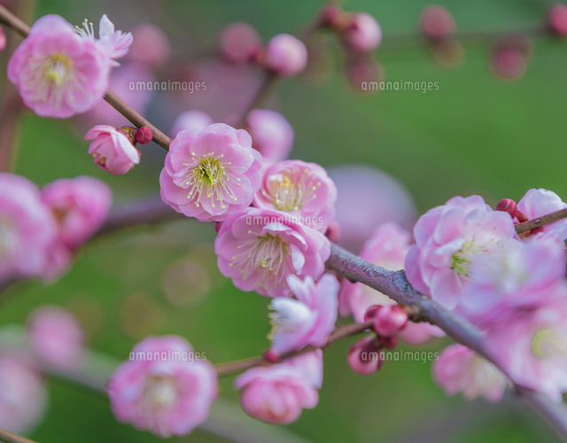 枝垂れ梅
(c)NOBUAKI SUMIDA/SEBUN PHOTO