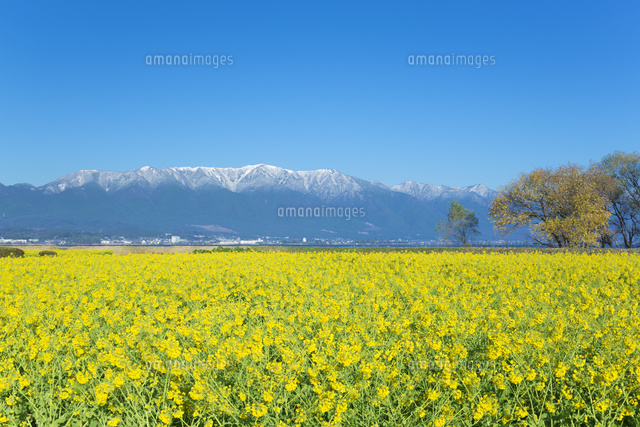 雪の比良山と菜の花畑
(c)NOBUAKI SUMIDA/SEBUN PHOTO