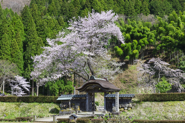 桜と一乗谷朝倉氏遺跡
(c)NOBUAKI SUMIDA/SEBUN PHOTO
