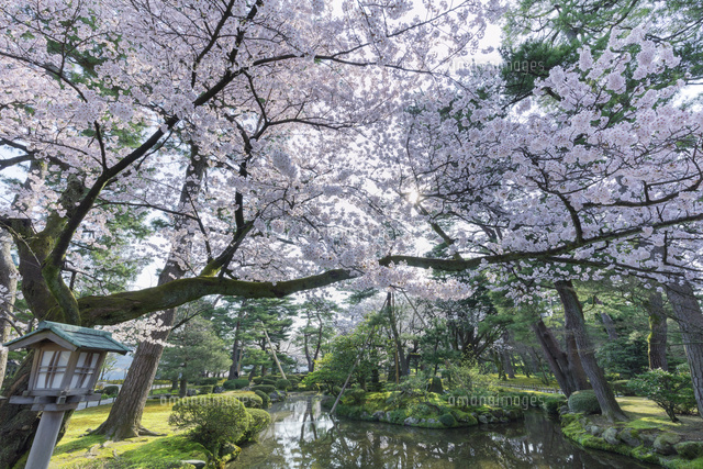 兼六園と桜
(c)NOBUAKI SUMIDA/SEBUN PHOTO