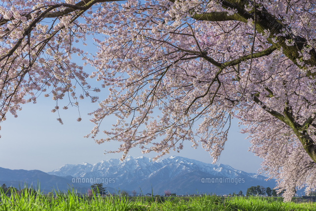 桜と北アルプス
(c)NOBUAKI SUMIDA/SEBUN PHOTO