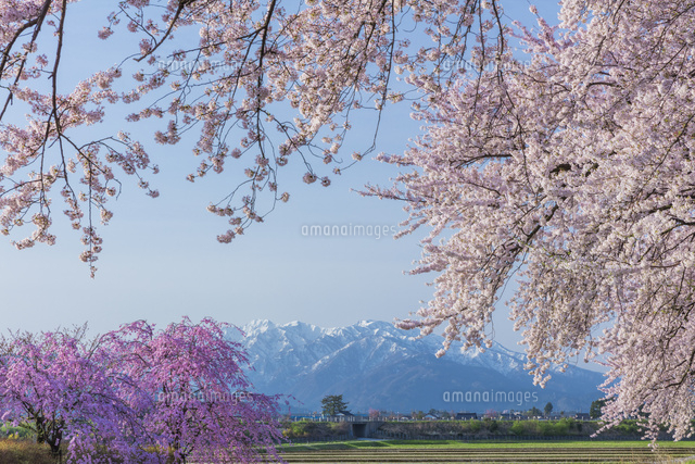 桜と北アルプス
(c)NOBUAKI SUMIDA/SEBUN PHOTO