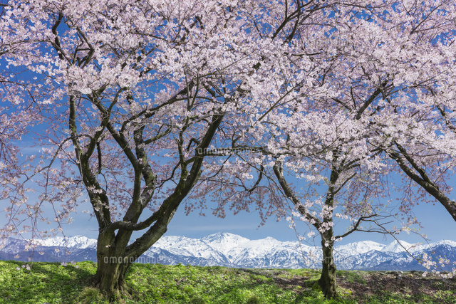 桜と北アルプス
(c)NOBUAKI SUMIDA/SEBUN PHOTO