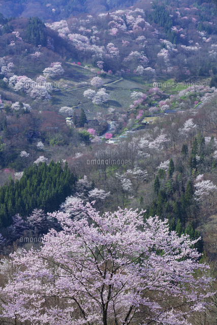 陸郷の山桜
(c)NOBUAKI SUMIDA/SEBUN PHOTO