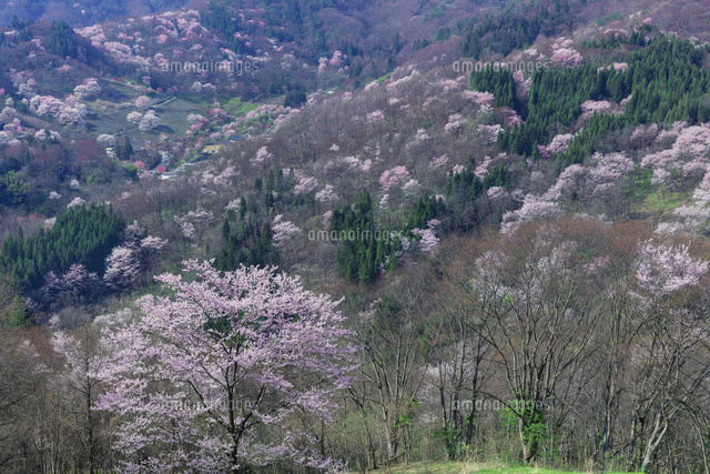 陸郷の山桜
(c)NOBUAKI SUMIDA/SEBUN PHOTO