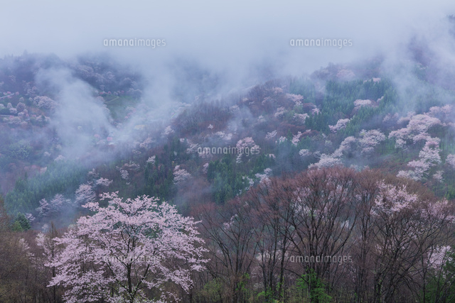 陸郷の山桜と雲海
(c)NOBUAKI SUMIDA/SEBUN PHOTO