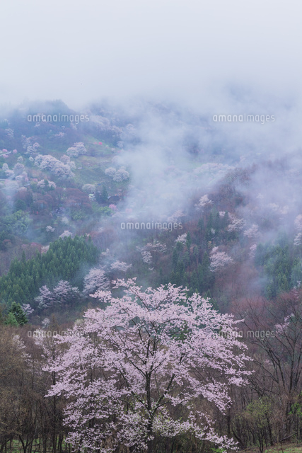 陸郷の山桜と雲海
(c)NOBUAKI SUMIDA/SEBUN PHOTO