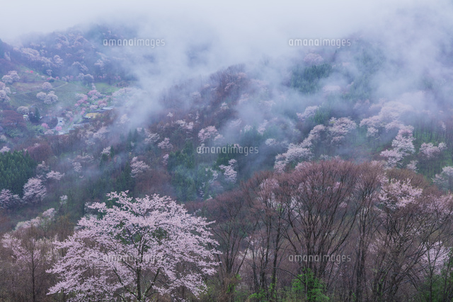 陸郷の山桜と雲海
(c)NOBUAKI SUMIDA/SEBUN PHOTO