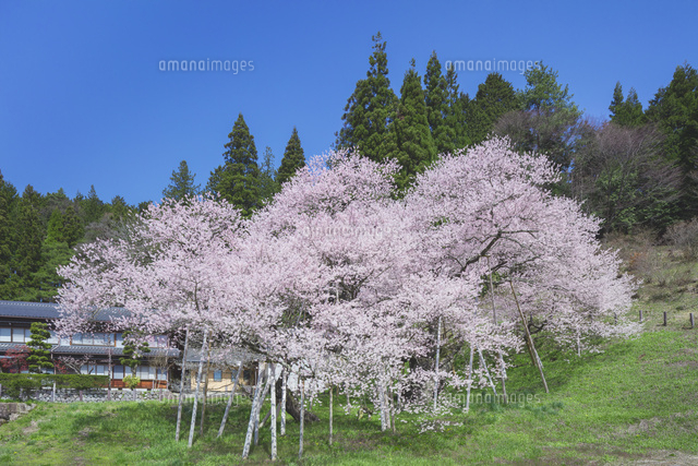 臥龍桜と青空
(c)NOBUAKI SUMIDA/SEBUN PHOTO