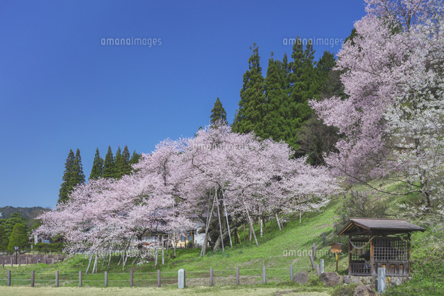 臥龍桜と青空
(c)NOBUAKI SUMIDA/SEBUN PHOTO