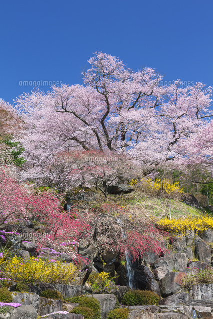 善勝寺の桜とハナモモ
(c)NOBUAKI SUMIDA/SEBUN PHOTO