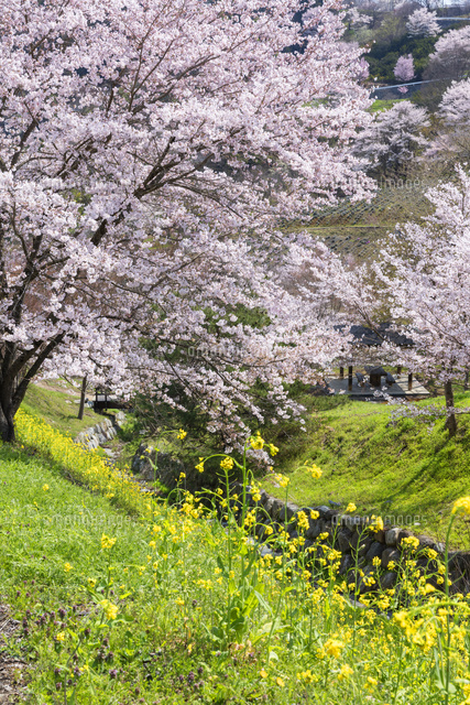 春の陸郷夢農場
(c)NOBUAKI SUMIDA/SEBUN PHOTO