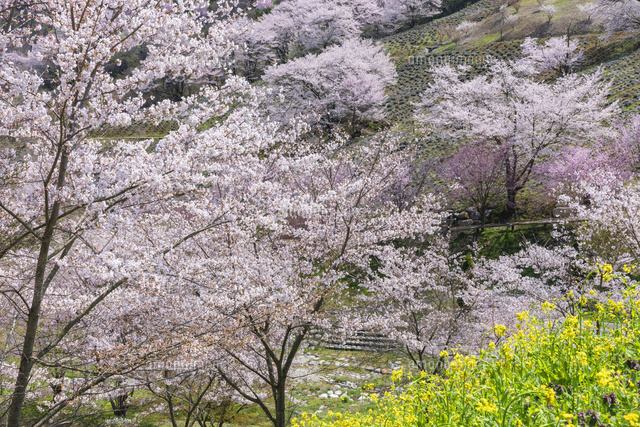 春の陸郷夢農場
(c)NOBUAKI SUMIDA/SEBUN PHOTO