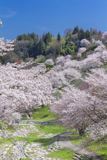春の陸郷夢農場
(c)NOBUAKI SUMIDA/SEBUN PHOTO