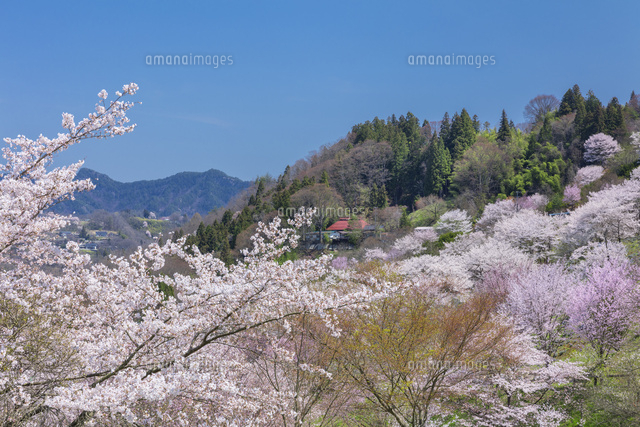 春の陸郷夢農場
(c)NOBUAKI SUMIDA/SEBUN PHOTO
