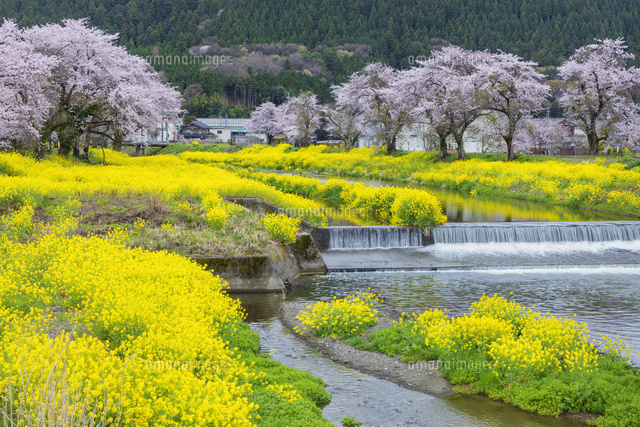 桜とナノハナ
(c)NOBUAKI SUMIDA/SEBUN PHOTO