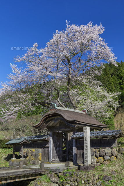 桜と一乗谷朝倉氏遺跡
(c)NOBUAKI SUMIDA/SEBUN PHOTO
