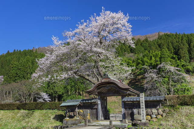 桜と一乗谷朝倉氏遺跡
(c)NOBUAKI SUMIDA/SEBUN PHOTO