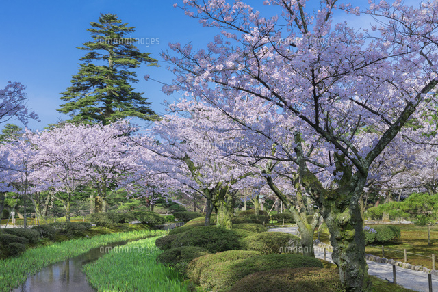 兼六園と桜
(c)NOBUAKI SUMIDA/SEBUN PHOTO