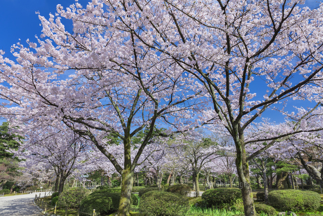 兼六園と桜
(c)NOBUAKI SUMIDA/SEBUN PHOTO