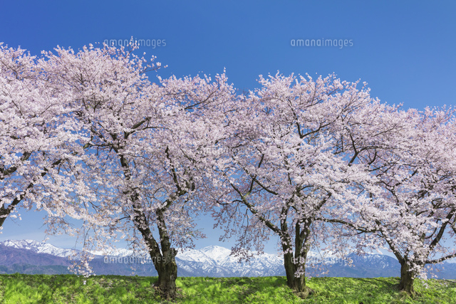 桜と北アルプス
(c)NOBUAKI SUMIDA/SEBUN PHOTO