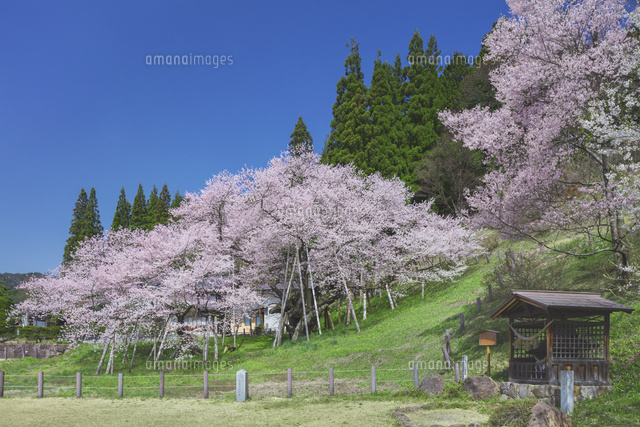臥龍桜と青空
(c)NOBUAKI SUMIDA/SEBUN PHOTO