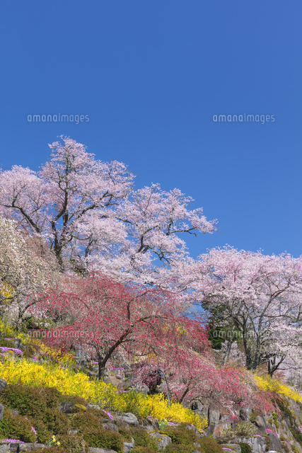 善勝寺の桜とハナモモ
(c)NOBUAKI SUMIDA/SEBUN PHOTO