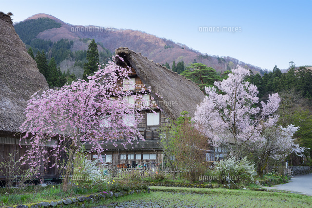 桜の白川郷
(c)NOBUAKI SUMIDA/SEBUN PHOTO