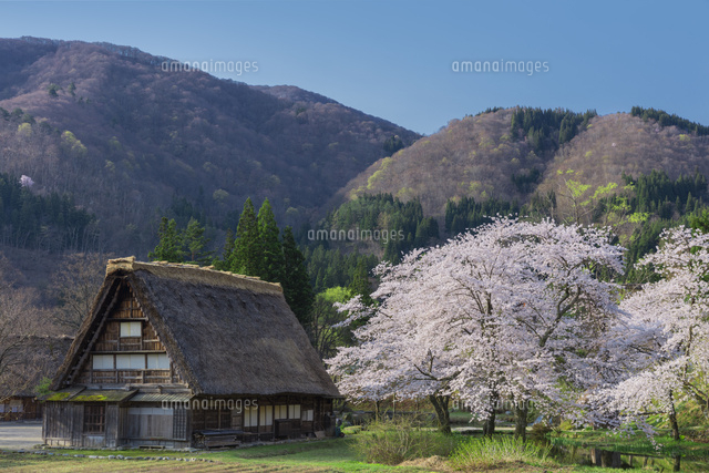 桜の白川郷
(c)NOBUAKI SUMIDA/SEBUN PHOTO