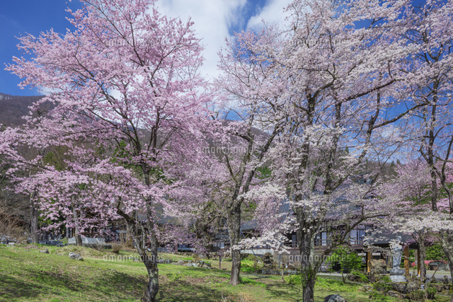 貞麟寺の桜
(c)NOBUAKI SUMIDA/SEBUN PHOTO