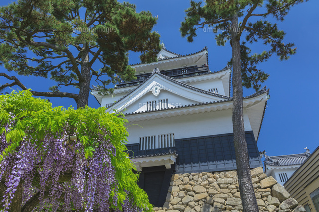 新緑の岡崎城とフジ
(c)NOBUAKI SUMIDA/SEBUN PHOTO