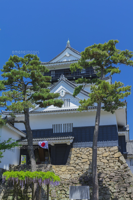 新緑の岡崎城とフジ
(c)NOBUAKI SUMIDA/SEBUN PHOTO