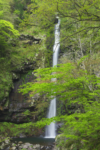 新緑の阿弥陀ケ滝
(c)NOBUAKI SUMIDA/SEBUN PHOTO