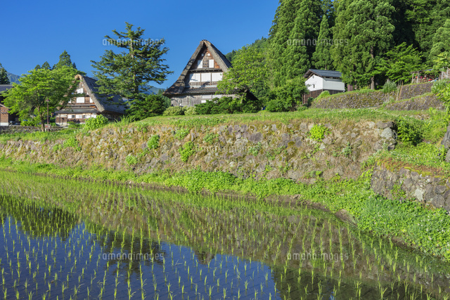 新緑の相倉合掌造り集落
(c)NOBUAKI SUMIDA/SEBUN PHOTO