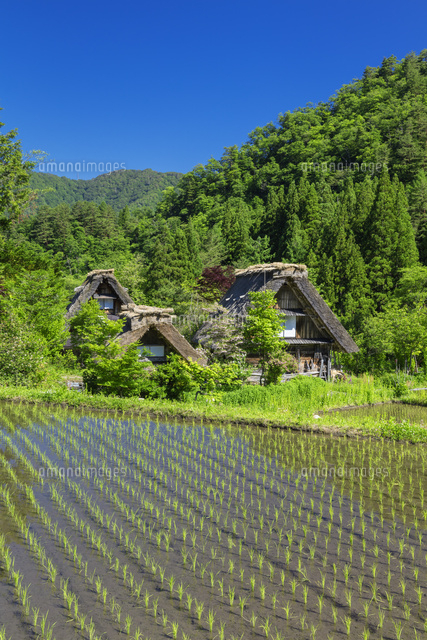 新緑の白川郷合掌造り
(c)NOBUAKI SUMIDA/SEBUN PHOTO