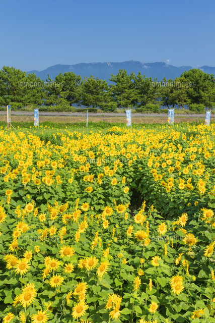ヒマワリ畑と比良山
(c)NOBUAKI SUMIDA/SEBUN PHOTO