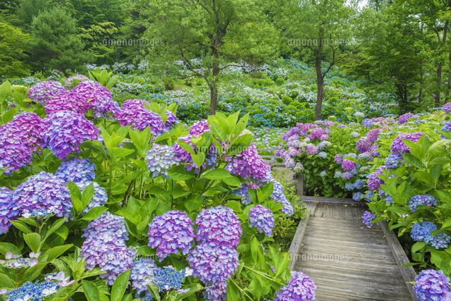 舞鶴自然文化園のアジサイ園
(c)NOBUAKI SUMIDA/SEBUN PHOTO