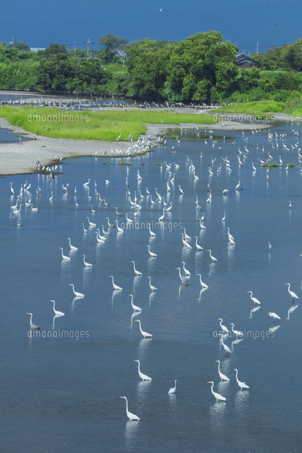 姉川のサギの群
(c)NOBUAKI SUMIDA/SEBUN PHOTO