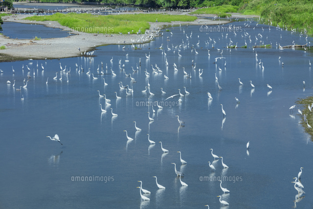 姉川のサギの群
(c)NOBUAKI SUMIDA/SEBUN PHOTO