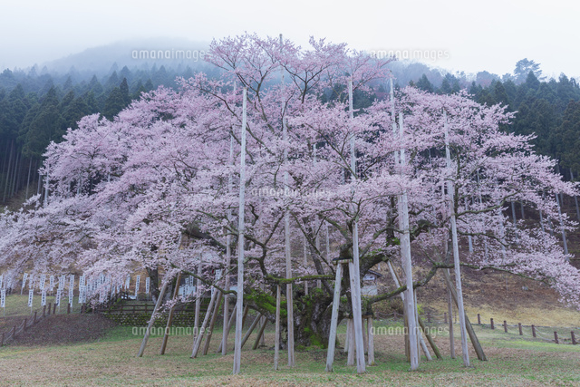 朝霧の薄墨桜
(c)NOBUAKI SUMIDA/SEBUN PHOTO