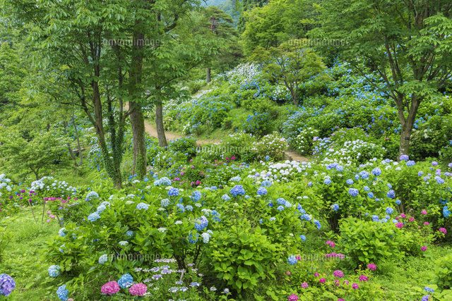 舞鶴自然文化園のアジサイ園
(c)NOBUAKI SUMIDA/SEBUN PHOTO