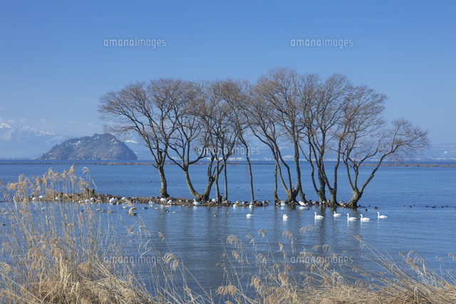 白鳥のいる風景
(c)NOBUAKI SUMIDA/SEBUN PHOTO