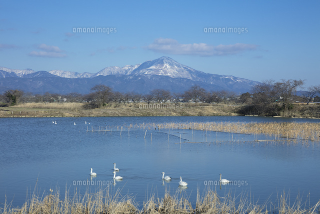 早春の伊吹山と白鳥
(c)NOBUAKI SUMIDA/SEBUN PHOTO