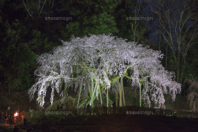 奥山田のしだれ桜
(c)NOBUAKI SUMIDA/SEBUN PHOTO