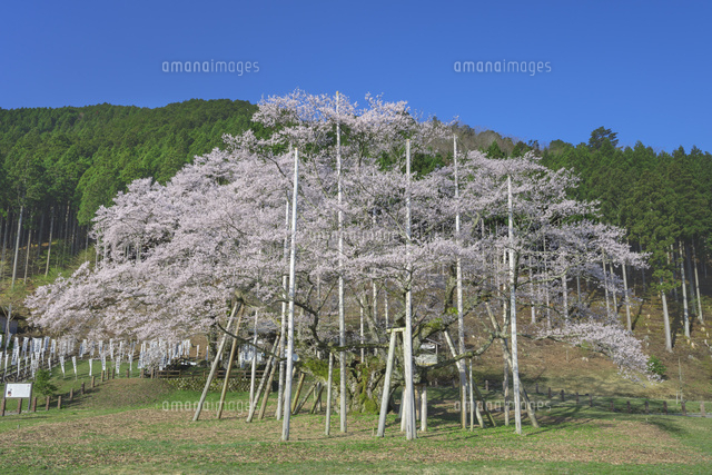 根尾谷の淡墨桜
(c)NOBUAKI SUMIDA/SEBUN PHOTO