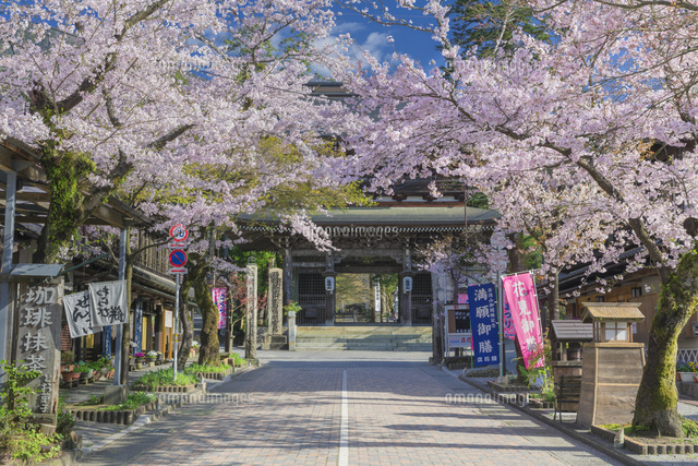 桜の谷汲山華厳寺
(c)NOBUAKI SUMIDA/SEBUN PHOTO