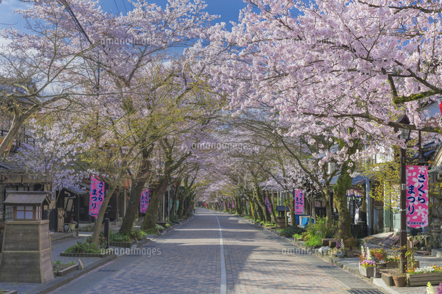 桜の谷汲山華厳寺の参道
(c)NOBUAKI SUMIDA/SEBUN PHOTO
